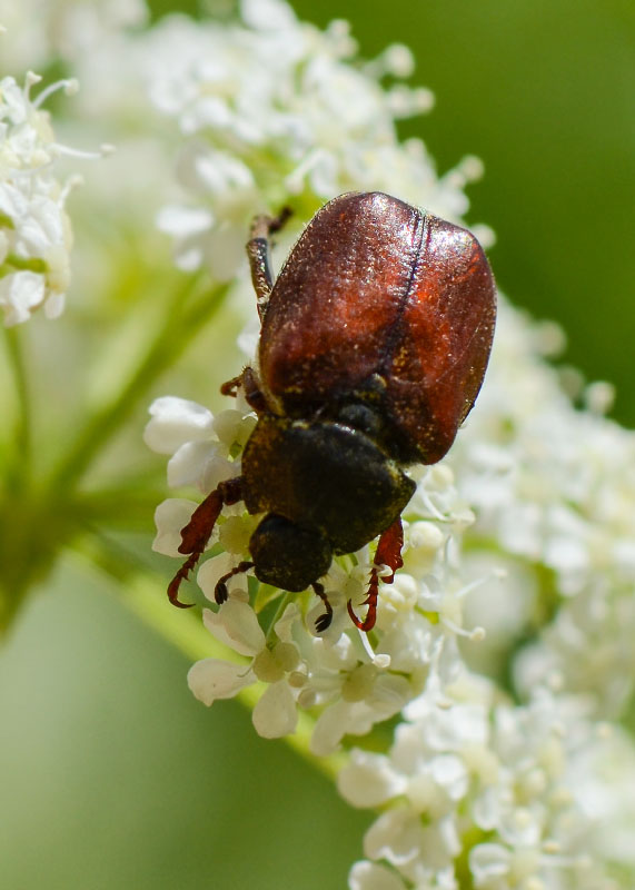 Rutelidae: Hoplia argentea (desquamata)